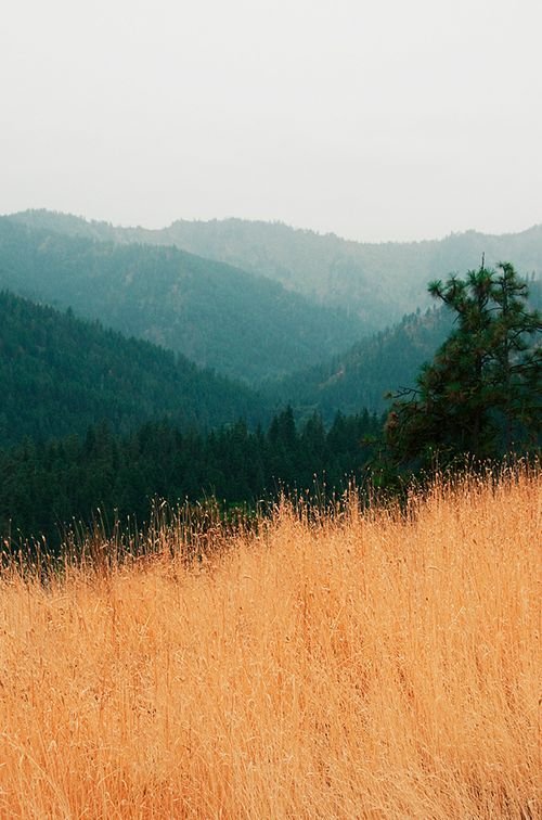 yellow field